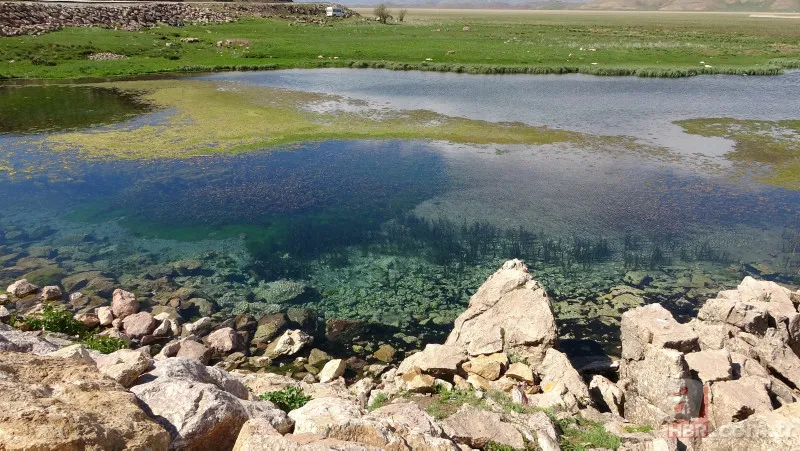 Arazide dolaşan vatandaş şoke oldu: Daha önce bu kadar kalabalık görüntülenmemişti 12