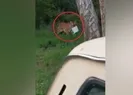 Tuttuğu bir kova balığı kaplana kaptırdı
