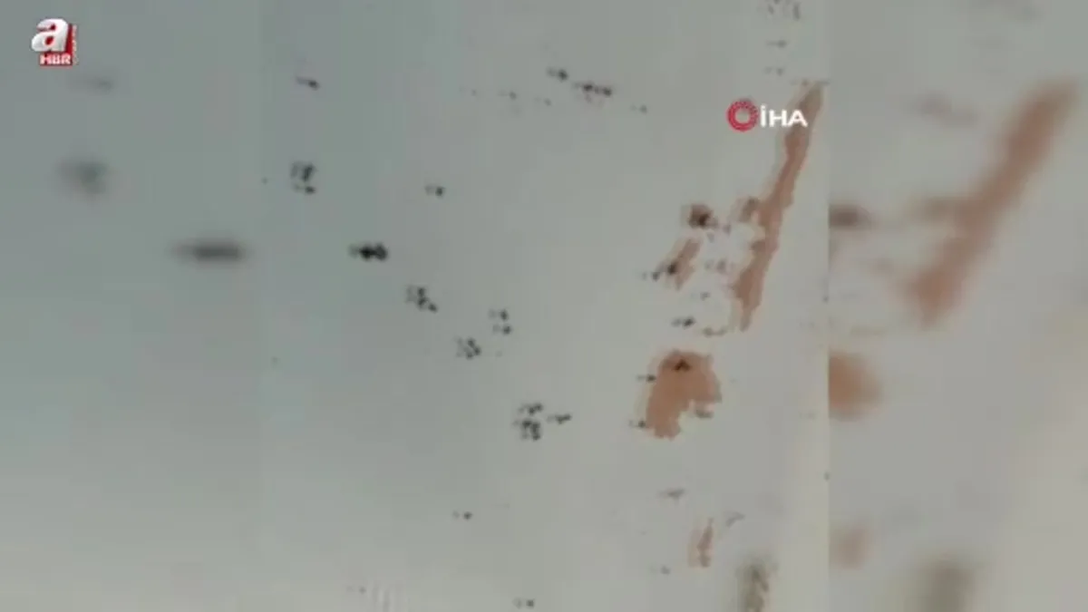 Balıkesir Gönen'de kara sinek istilası