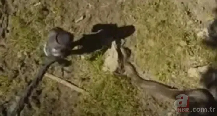 Güney Amerika’da yılana yem oldu! 6 metrelik anakonda belgeselciyi canlı canlı yuttu