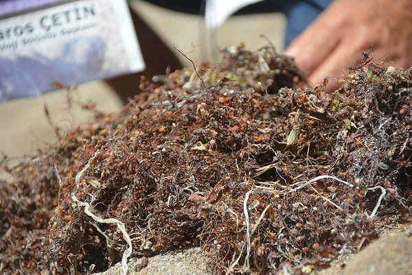 İzmir'de yeni felaket! Vatandaşlardan CHP'ye Sargassum tepkisi - 4