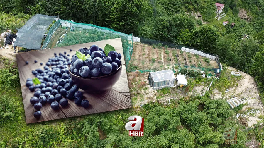 1 ay çalışarak 100 bin TL kazandırıyor! Tek ağaçtan 10 kilo çıkıyor! Yılda 1-2 bakım yeterli 1