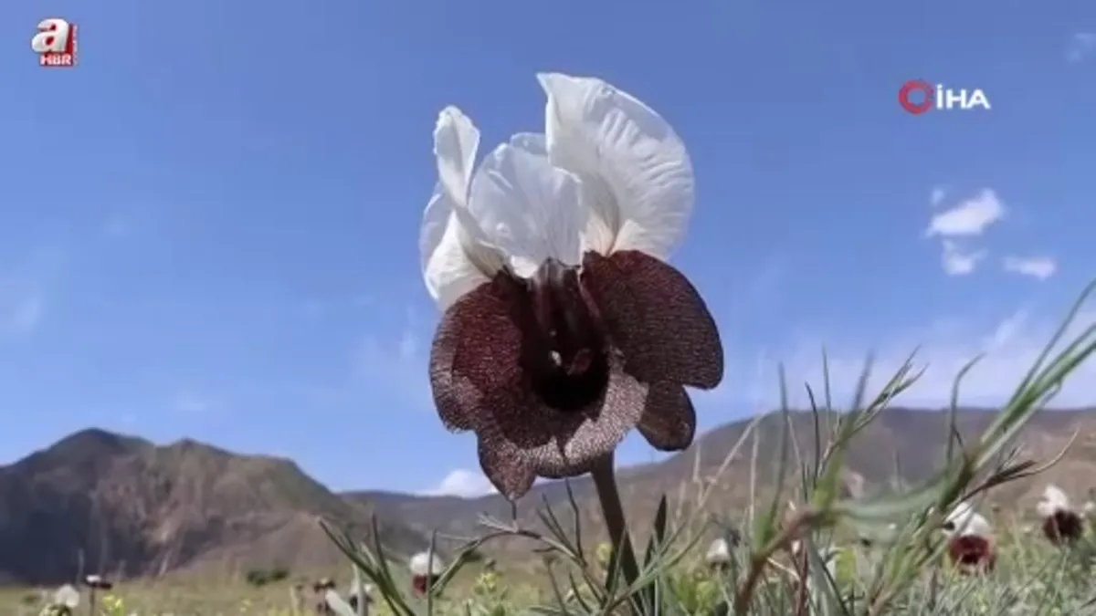 Erzurum'da kurt kulağı çiçekleri açtı