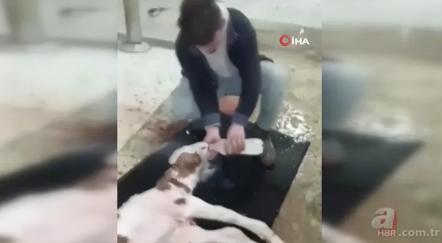 Görüntüler Afyonkarahisar’dan! Buzağıyı görünce büyük şok yaşadı... Gören şaştı kaldı 1