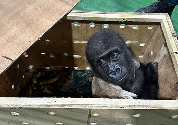 İstanbul'da goril yakalandı! Havalimanı personeli de şaşırdı