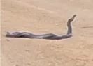 Yılanların dansı kamerada
