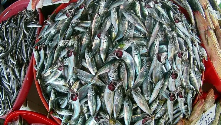 Balık fiyatları ne zaman düşer | Vatandaşı sevindiren haber! Soğuk ve karlı hava balık fiyatlarını düşürecek