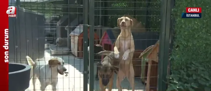 Karne hediyeleri sokakta! Aralarında tavşan bile var... Sahipsiz köpek sorunu nasıl çözülecek?