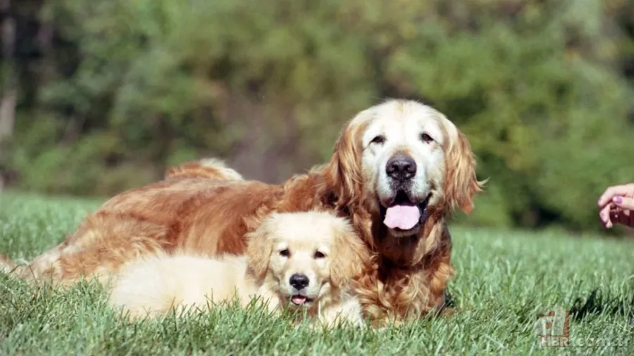 Veteriner açıkladı: İşte evcil hayvan olarak beslenebilecek en iyi 5 köpek ırkı 5
