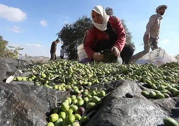 Zeytin ihracatında dikkat çeken 3 ülke