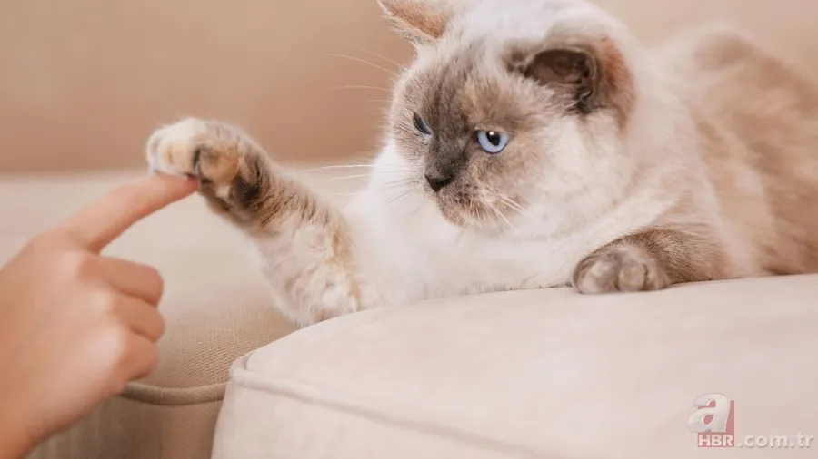 Kokunuz kedinizle aranızdaki bağın temeli olabilir! İşte şaşırtan detaylar 6