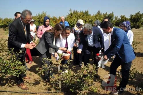 Aronya, Türk tarımına kazandırıldı 7