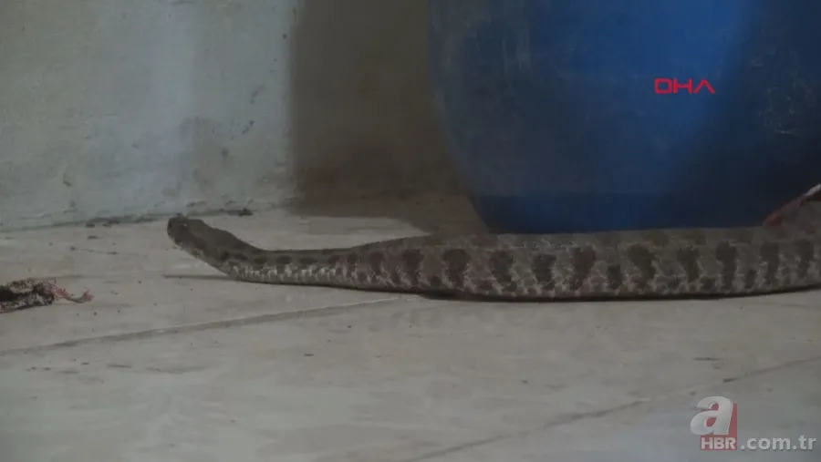 Tek ısırığı bile öldürüyor! Eve giren zehirli yılanı elleriyle yakaladı 🐍 7