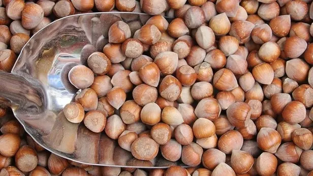 Fındık fiyatları ne kadar oldu? 2022 Haziran ayı Ordu, Giresun, Samsun, Trabzon fındık fiyatları ne kadar, kaç TL?