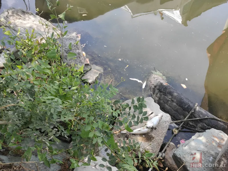 Küçükçekmece Gölü’nde büyük dram! CHP'li İBB kılını bile kıpırdatmıyor! Balıklardan sonra şimdi de martı ölümleri başladı 12