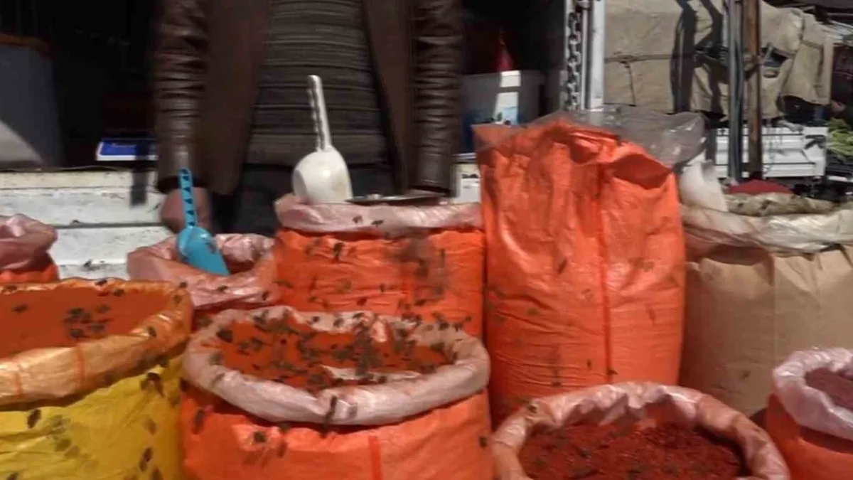 Erciş'te bal arıları baharatçıya akın etti