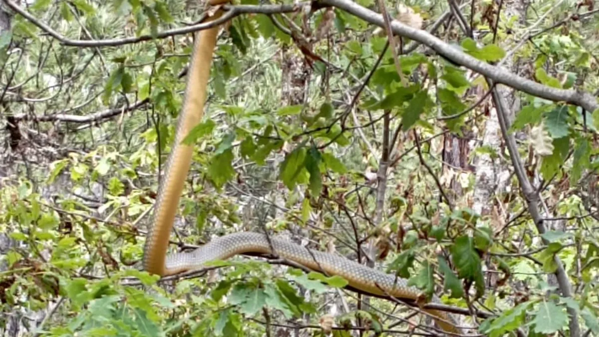 Nesli tehlike altında! Orman işçileri böyle görüntüledi: Boynuzlu...