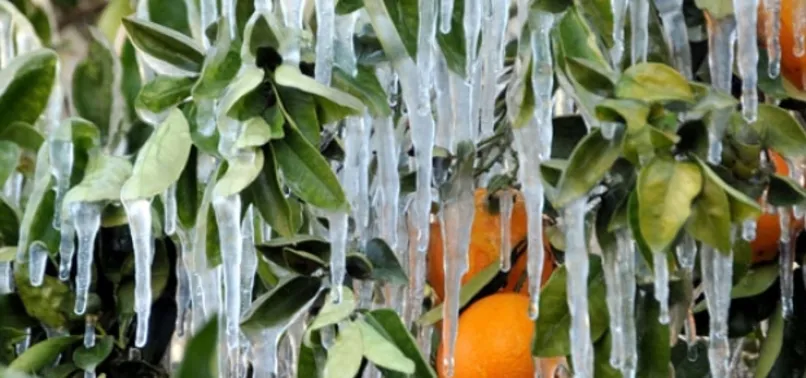 Meteorolojiden "zirai don" uyarısı