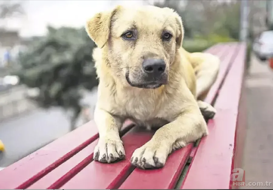 Köpek sahiplerinin büyük avantajı: Demans riski daha düşük 2