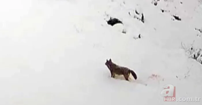 Hayvanlarını beslemek için ahıra giden kadın dehşeti yaşadı 🐄 Kurt birden saldırıp çenesini ısırdı 🐺 9