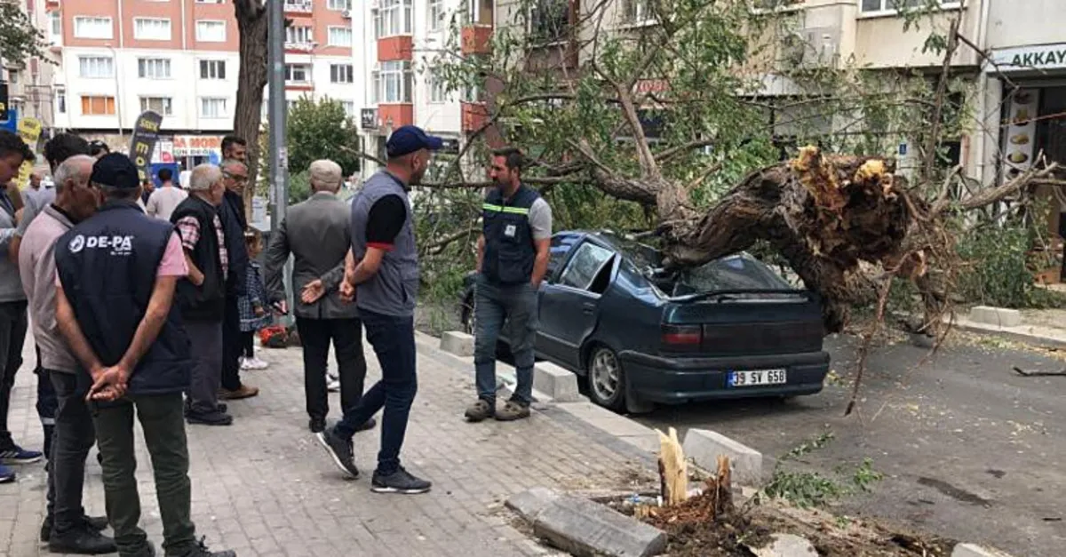 30 yıllık ağaç otomobili hurdaya çıkardı!
