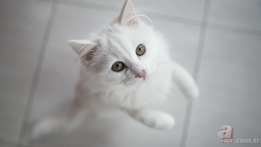 Kediniz kapalı kapıda ısrarla miyavlıyorsa bunları kesinlikle bilmelisiniz 2