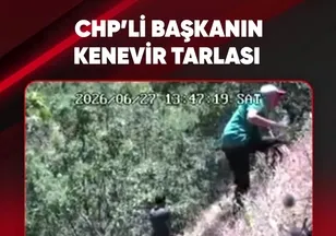 CHP'li başkanın kenevir tarlası