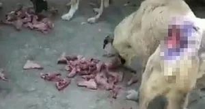 CHP’li Ceyhan Belediyesi’nden büyük vicdansızlık!