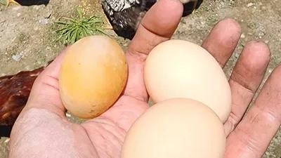 Bu yumurtayı gören gözlerine inanamadı