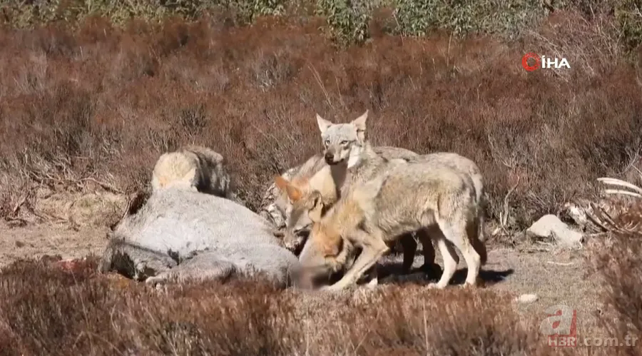 Nesli tehlike altındaki Kafkas vaşağı gündüz avlanırken görüntülendi! Vahşi doğa belgesellerini aratmadı 25