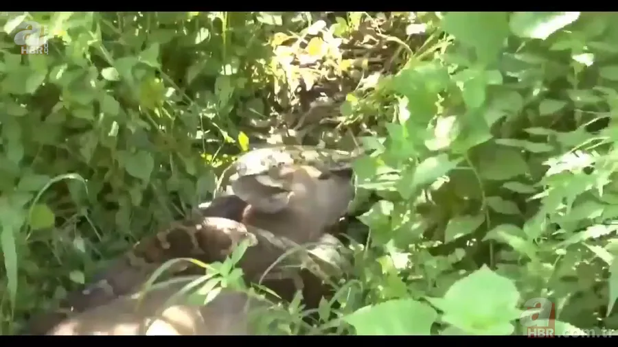 Anakonda yılanı ineği tek lokmada yuttu! O anlar böyle görüntülendi 15
