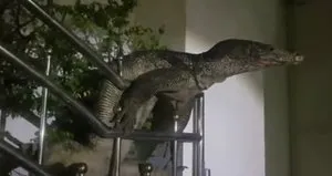 Evin bahçesindeki dev korku saldı