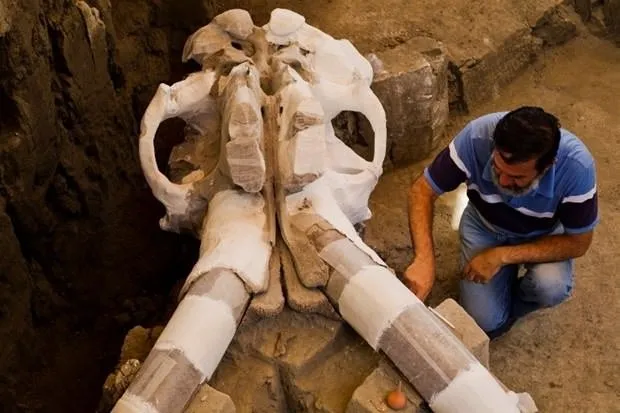 Meksika’da 14 bin yıllık mamut fosili bulundu