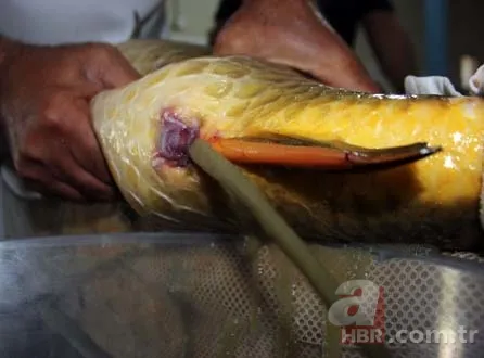 Balık sağımı başladı, hedef 5 milyon balık 2