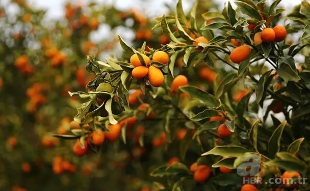 Ne mandalina ne portakal! Kabuğuyla yenen "küçük mücevher" resmen şifa bombası: Kansere dahi iyi geliyor 7