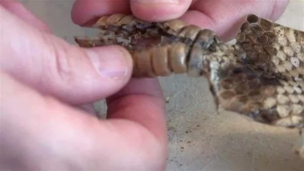 son dakika alman kurdu 2 metrelik