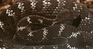 ’Yılan sokmalarında turnike uygulamayın’