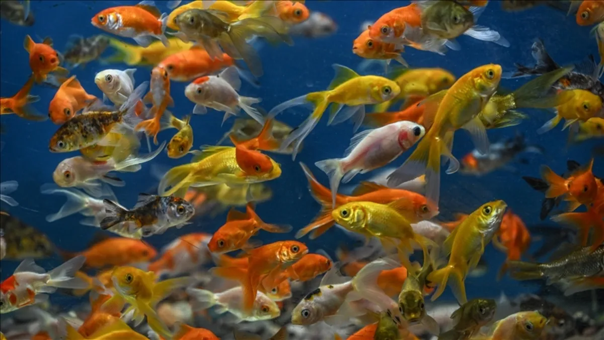 Japon balıkları çocukların kaygılarının giderilmesine yardımcı oluyor