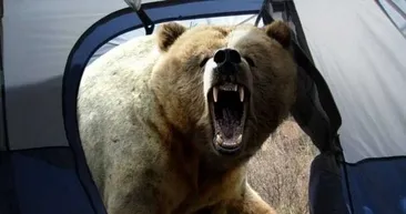 Çadırda bozayının saldırısına uğradı! Kan donduran olay...