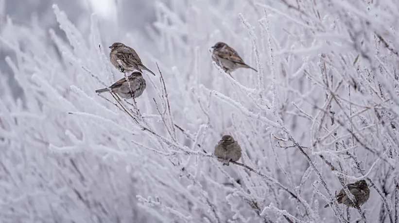 4 Ocak hava durumu | Meteoroloji alarm verdi: Kuvvetli sağanak ve kar yolda!