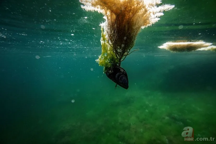 Deniz salyası ABD basınında: Marmara ölüyor! Çevre profesöründen kritik uyarı geldi 5