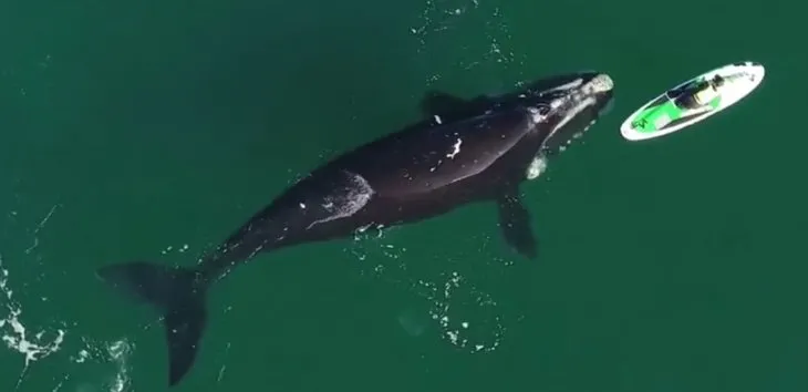 Denizde korkunç anlar saniye saniye kamerada! Kano süren kadınla dev balina...