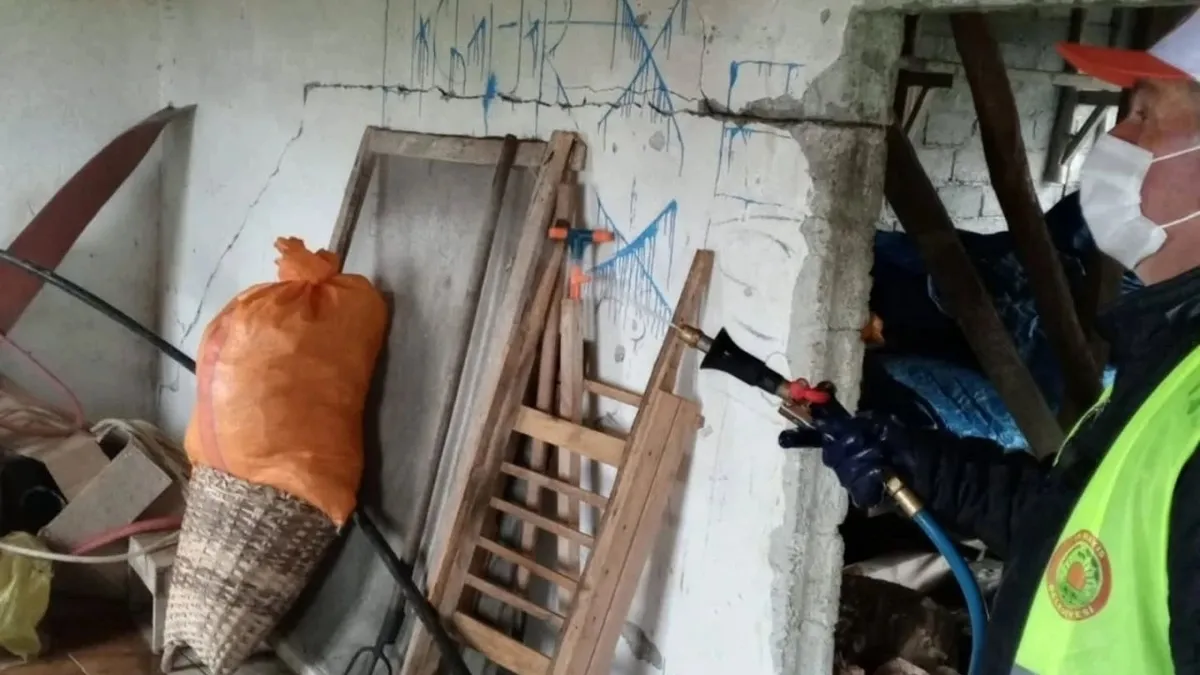 Samsun'da kahverengi kokarcayla mücadele sürüyor