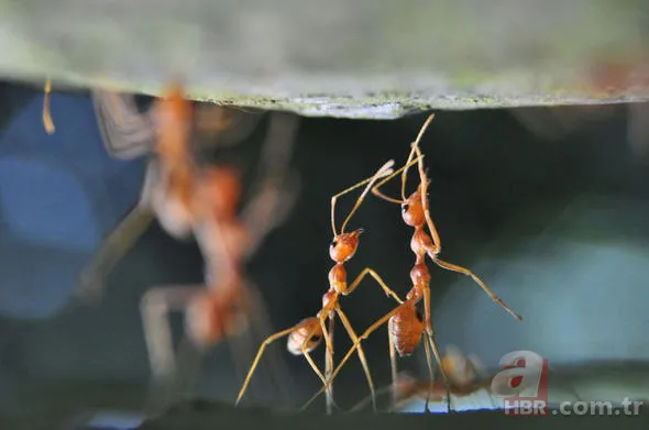 Yüzlerce insanı öldüren katil! Hava karardığında... 11