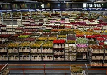 İstanbul'un yeni havalimanı çiçek trafiğinin de merkezi olacak