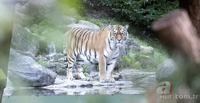 Şehirde maymun istilası! Birbirlerine saldırdılar 10