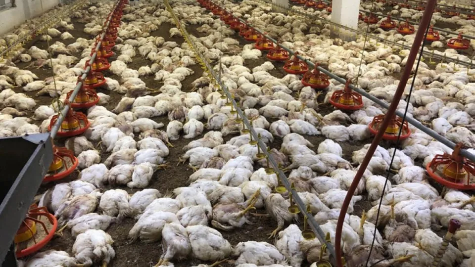 Sabah çiftliğe gittiklerinde hayatlarının şokunu yaşadılar! Zarar çok büyük