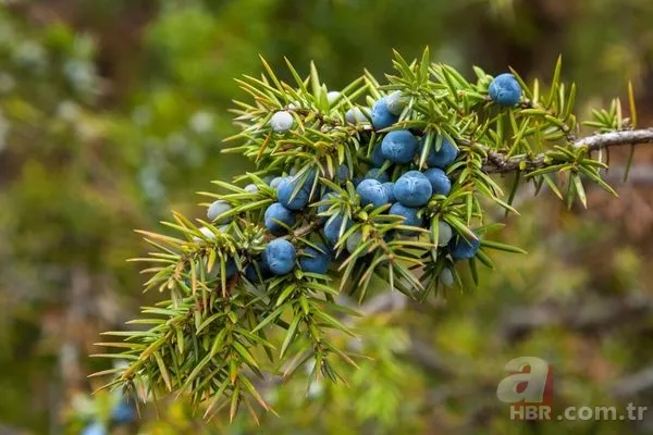 Canan Karatay'dan Sahur Mucizesi! Bu Besinle Enerji Dolu Bir Gün! 7