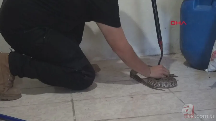 Tek ısırığı bile öldürüyor! Eve giren zehirli yılanı elleriyle yakaladı 🐍 13