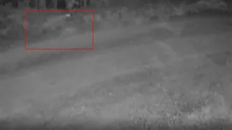 Kurt sürüleri yerleşim alanına inerek hayvanlara saldırdı! Köylüler nöbete başladı